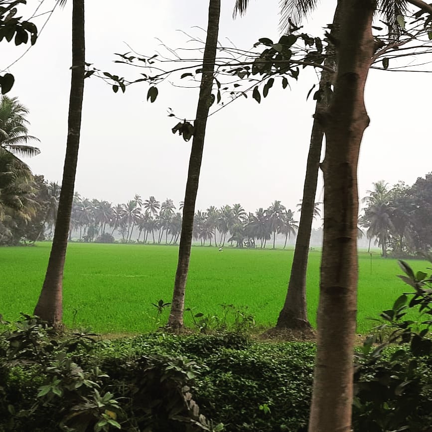 The kind of lines we should draw.
The kind of colour scheme we should paint.
The kind of work that made us.
The kind of world we came from.
#nature #traveldiaries #IncredibleIndia #greengrassofhome