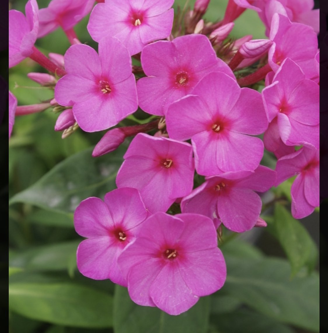 オキザリスの花言葉は決してあなたを捨てません