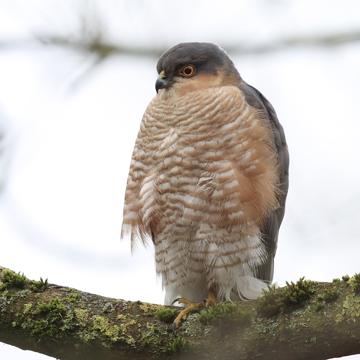 Kevin Morris (@morrisdancer73) on Twitter photo Male Sparrowhawk relaxing this morning at Markeaton Park, Derbyshire. <a href="/Derbyshirebirds/">Derbyshire Ornithological Society (DOS)</a> <a href="/Natures_Voice/">RSPB</a> <a href="/BBCSpringwatch/">BBC Springwatch</a> <a href="/derby_parks/">Derby Parks</a> Male Sparrowhawk relaxing this morning at Markeaton Park, Derbyshire. <a href="/Derbyshirebirds/">Derbyshire Ornithological Society (DOS)</a> <a href="/Natures_Voice/">RSPB</a> <a href="/BBCSpringwatch/">BBC Springwatch</a> <a href="/derby_parks/">Derby Parks</a>