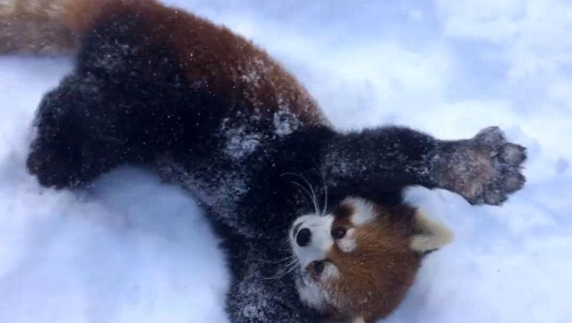 Jprz1321's tweet image. If you're having a bad day, here's some red pandas enjoying the snow