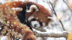 Jprz1321's tweet image. If you're having a bad day, here's some red pandas enjoying the snow