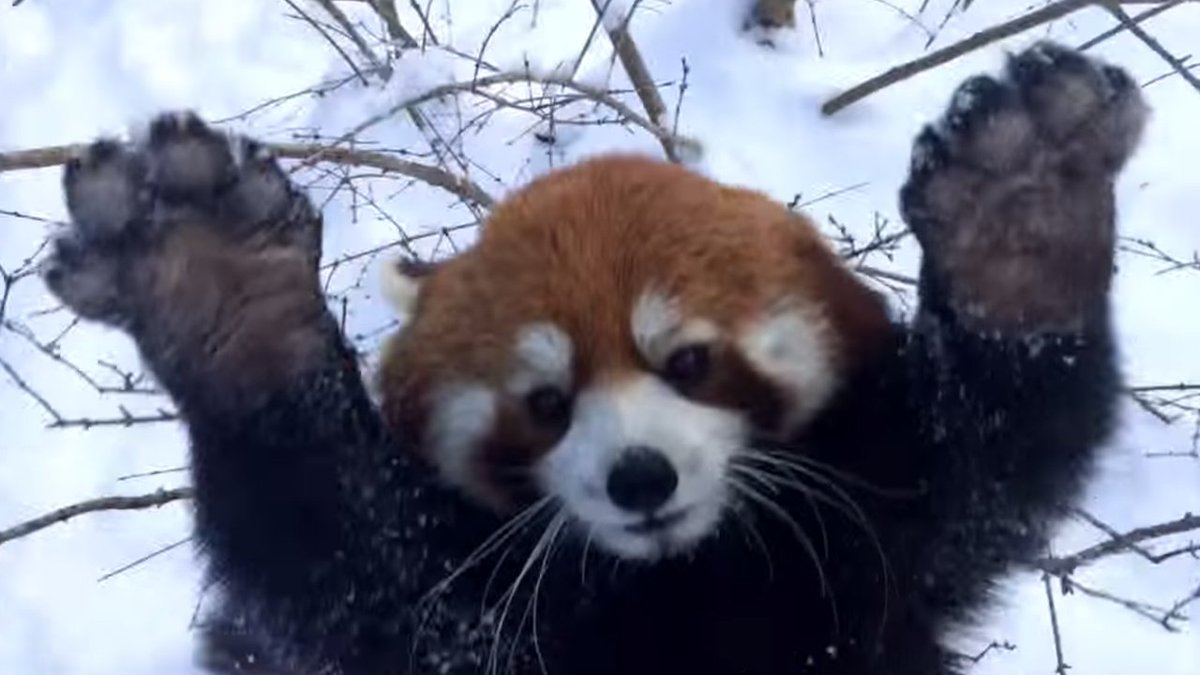 Jprz1321's tweet image. If you're having a bad day, here's some red pandas enjoying the snow