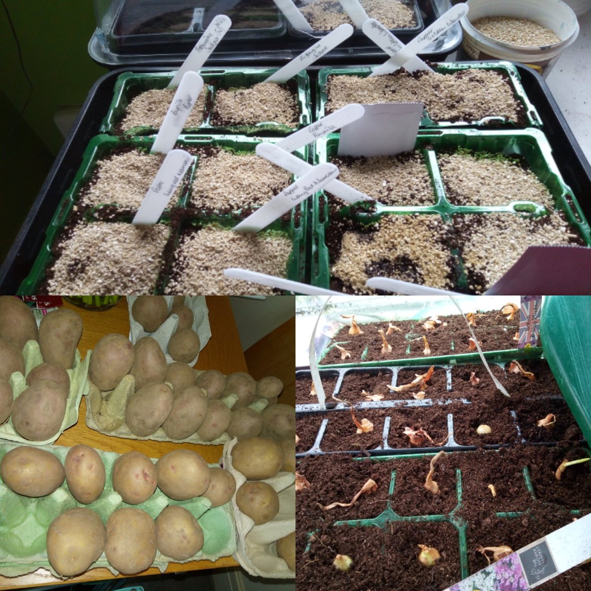 Chitting, planting and sowing, finally started this years crops. Some destined for the <a href="/e_stretford/">I E Stretford</a> beds, we'll keep you posted!