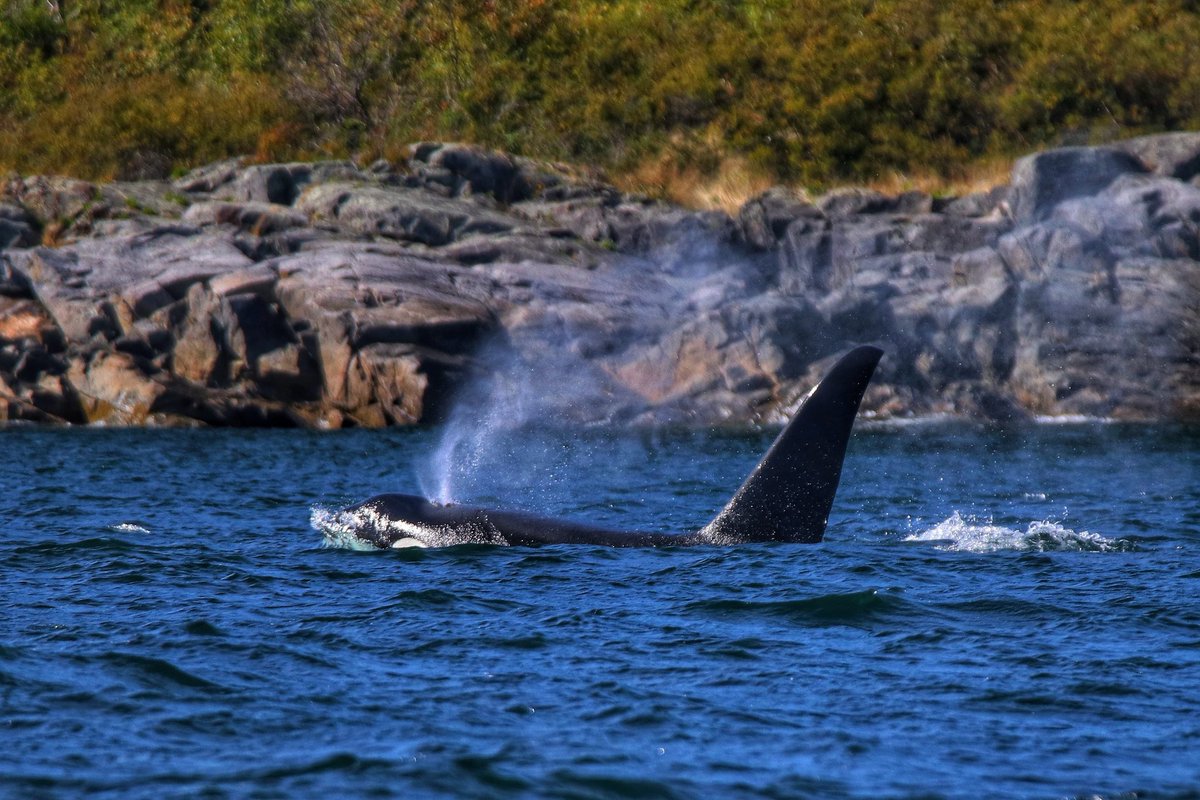 PaulWildlife's tweet photo. Happy World Whale Day! #WorldWhaleDay @WildlifeMag @BBCEarth https://t.co/hsrKF0YOwb