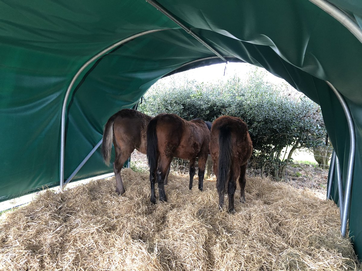 tarnbrookstud's tweet image. Yearling bums