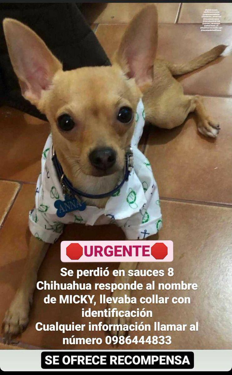 #ROBADO #GUAYAQUIL 
Nombre #MICKY
Fecha: 20/02/21
Sector: Norte, Sauces 8 Mz f 485
Sexo: Macho. 
Raza: Chihuahua.
Obsv.: Tiene un añito, es color café clarito, cabeza de venado, 
SE OFRECE RECOMPENSA
Contacto: 0986444833
¡Ayúdalo a volver con su familia!
#AlertaMePerdí
