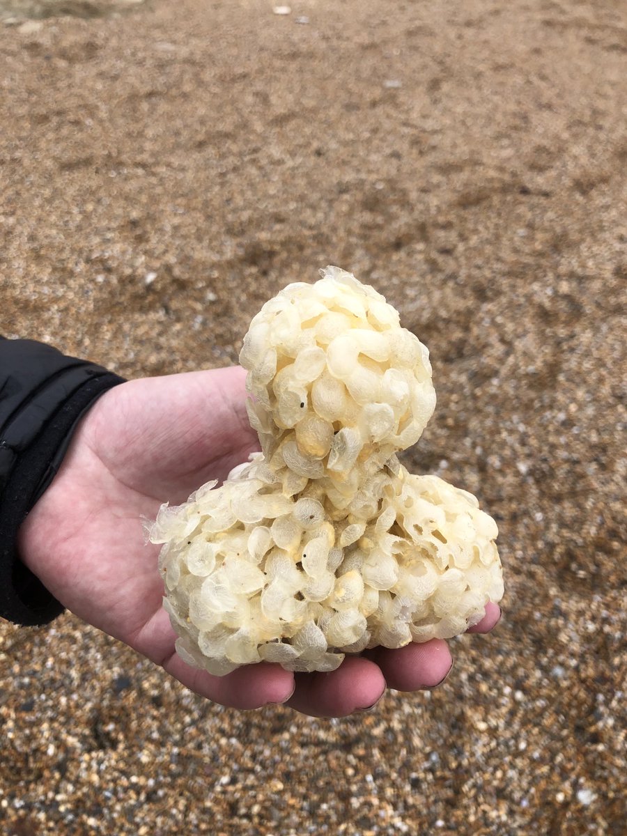 Chris Bird tweet media