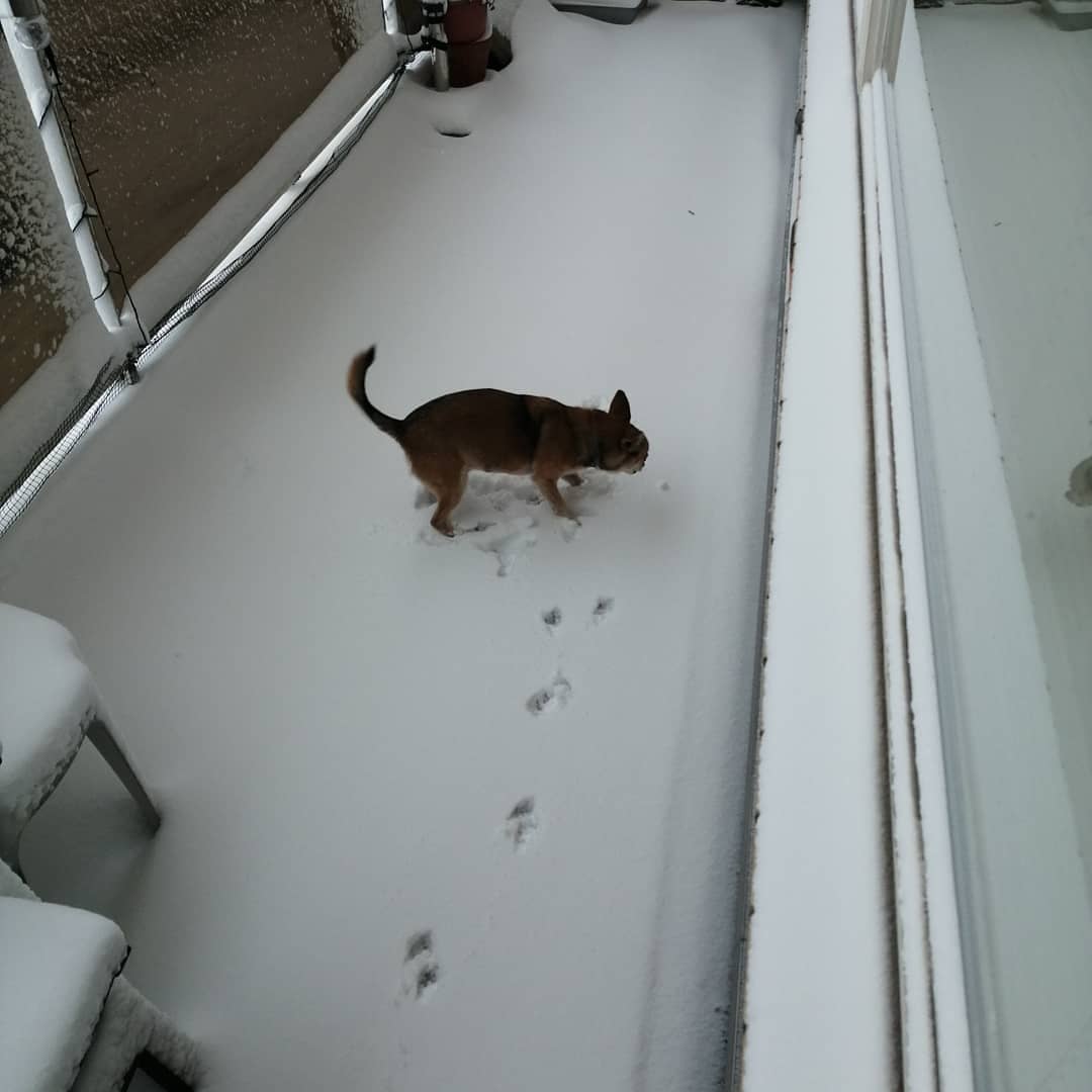 This week and last week. We haz crazy weather here. #Woof! #Vosje #Ayla