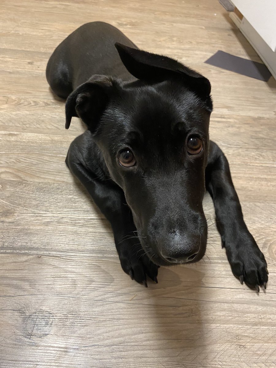 Sage 🌿 Whisperwind ASMR tweet media