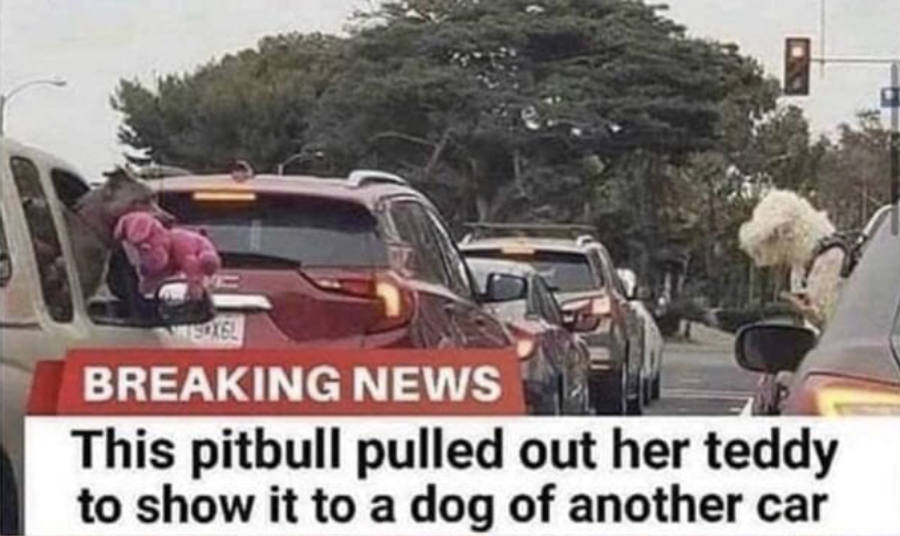 WholesomeMemes tweet media