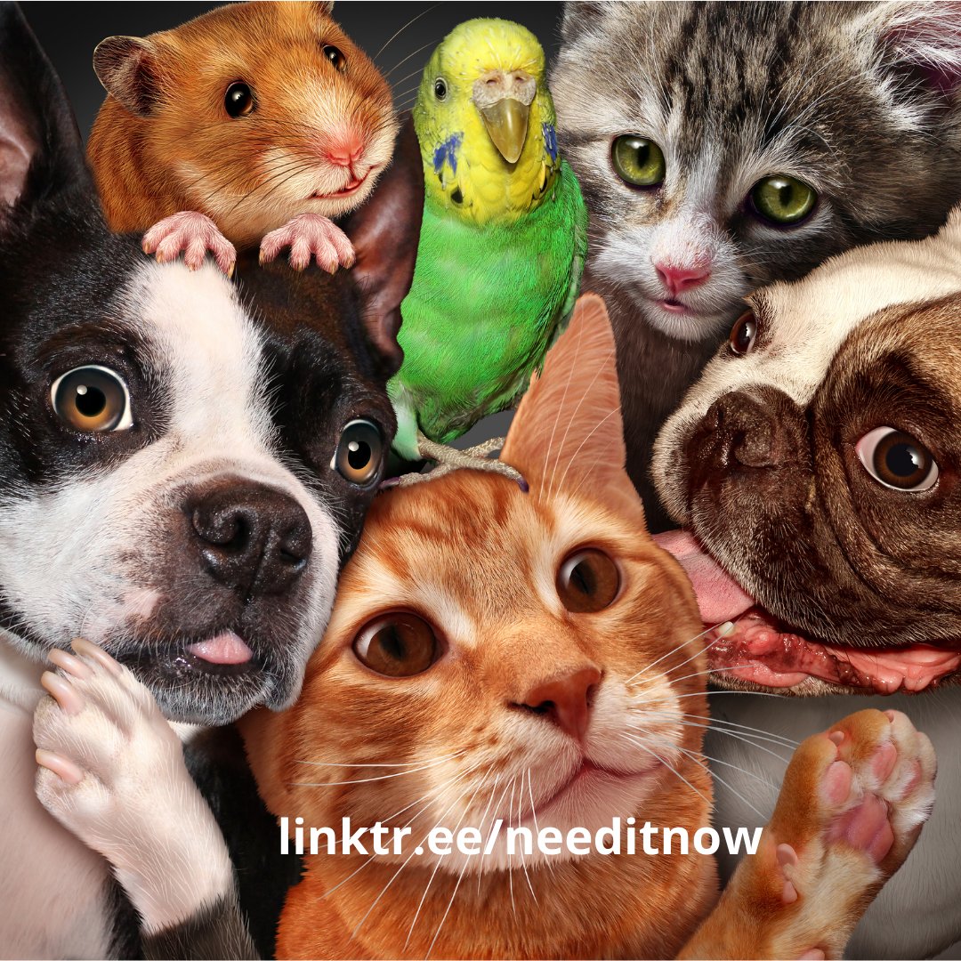 FurryFriendGear's tweet photo. RT https://t.co/Mx4YSchokx Looking for Pet Supplies? Buy online at the best price in India. https://t.co/J628TVOZ3K #petsupplies #pets #dogs #petshop #doglovers #cats #petlovers #petsofinstagr… https://t.co/wq5c2NSG0o