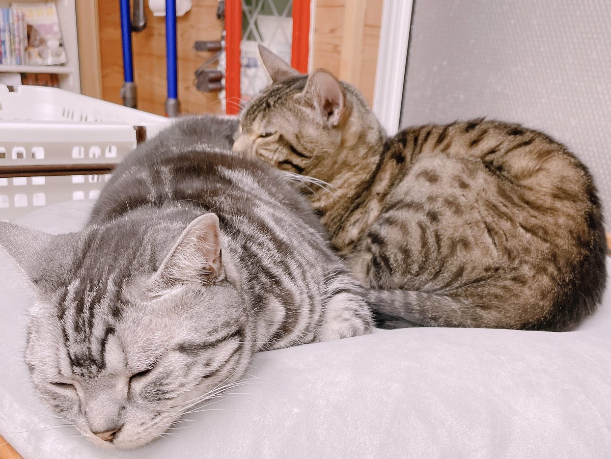 Naka 猫カフェちぐらさんは もうここでしか満足できない 週8で通いたい と思うほどに中毒性があります 最高の癒しスポット 猫カフェ 猫カフェちぐら 猫 癒しの空間 新潟 最高 Naka 猫カフェちぐらさんは もうここでしか満足できない 週8で通いたい と思うほどに中毒性があります 最高の癒しスポット 猫カフェ 猫カフェちぐら 猫 癒しの空間 新潟 最高