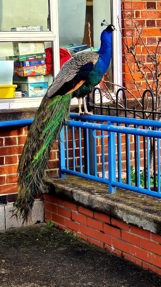 In Chingford, our friendly neighbourhood peacock has been murdered by foxes :(

It’s bit odd how there came to be a wild peacock living in Chingford but he was well loved by all!

RIP Kevin https://t.co/iLWn43YAaH