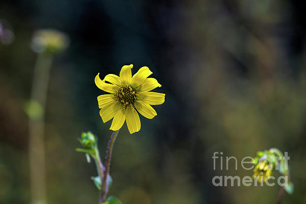 New artwork for sale! - "Yellow Wildflower" - fineartamerica.com/featured/yello… @fineartamerica