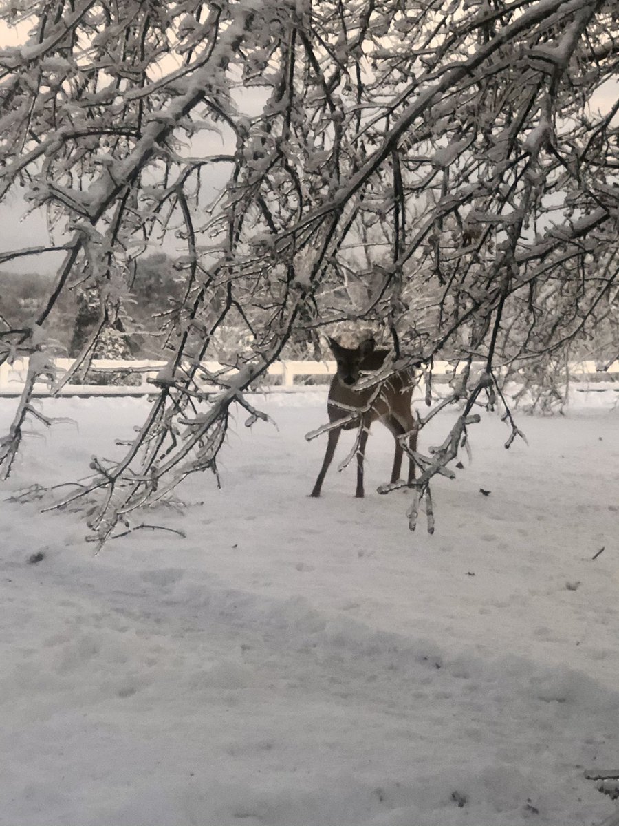 JennyLynnRice's tweet photo. Well, hello there... 🦌 #BoydCounty #Kentucky https://t.co/WLFqKqdpuW