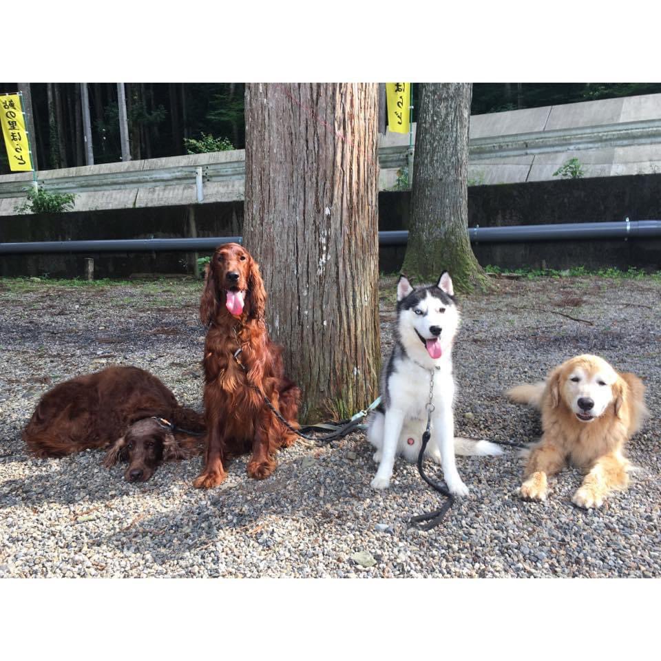 子なし夫婦と大型犬 Yup Kyan Twitter