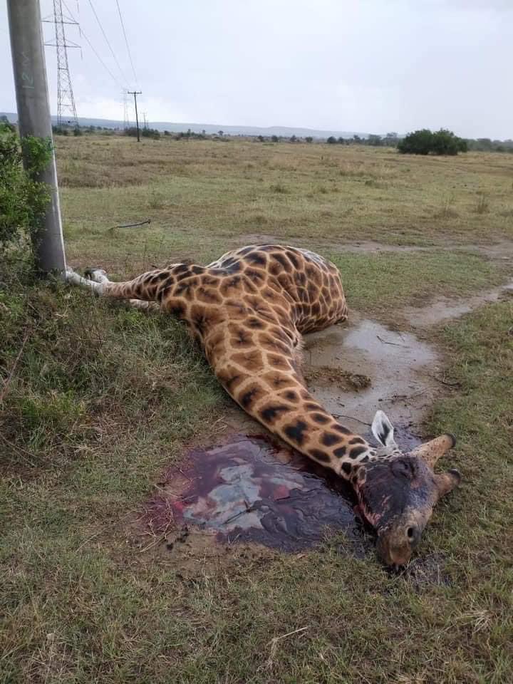 paulakahumbu's tweet photo. .⁦@KETRACO1⁩ ⁦@kwskenya⁩ These distressing photos of endangered Rothschilds giraffe killed on power line in  Soysambu today have troubled people around t/ world. No delay. Pls take urgent  action. Giraffes are endangered - ⁦@IUCN⁩ ⁦@StateHouseKenya⁩ Asante https://t.co/YKsU9TDXXU