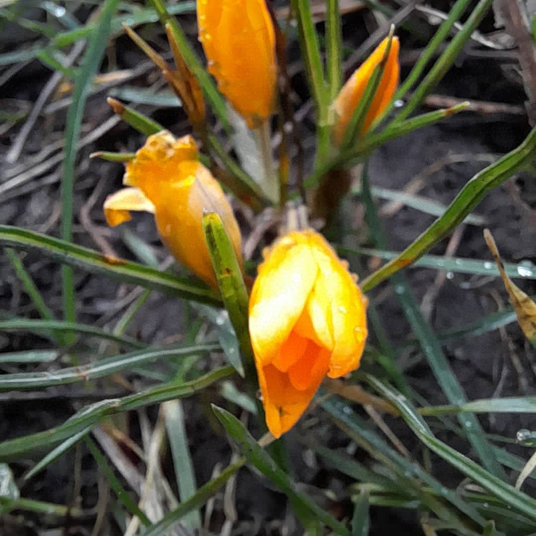 UoP_CADI's tweet photo. Early morning walk with the dew still on the crocus.
Sun keeps trying to come out ๐ lovely day for a walk #ispyspring
#positivepicsfromtel #wheresyoursanctary #handsfacespace #springisintheair #splashesofcolour #dailyexercise https://t.co/d4FgbrqEEA