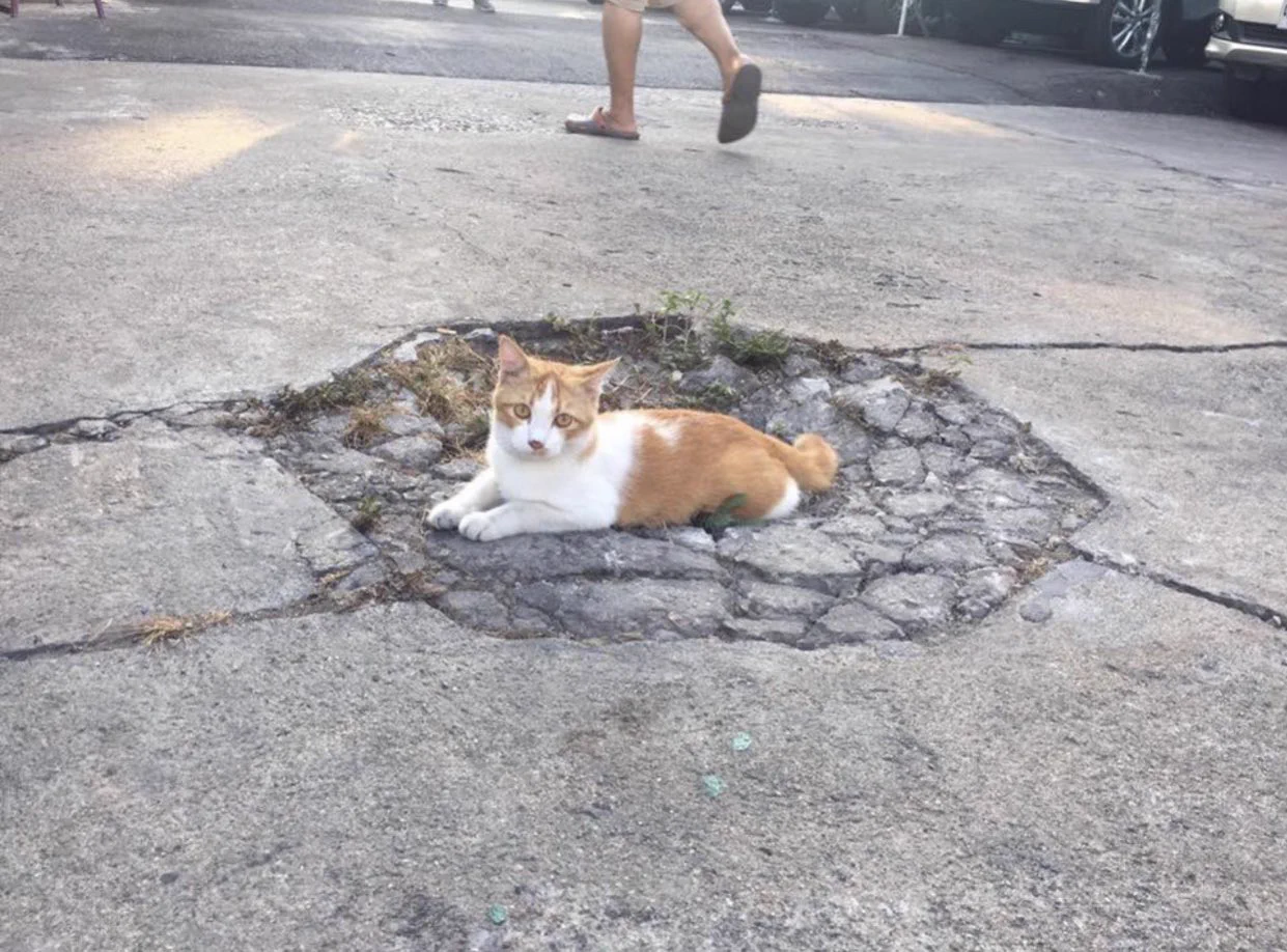 「敵に殴られた犬と身体を重くされた猫」の表現がピッタリな画像ｗｗ