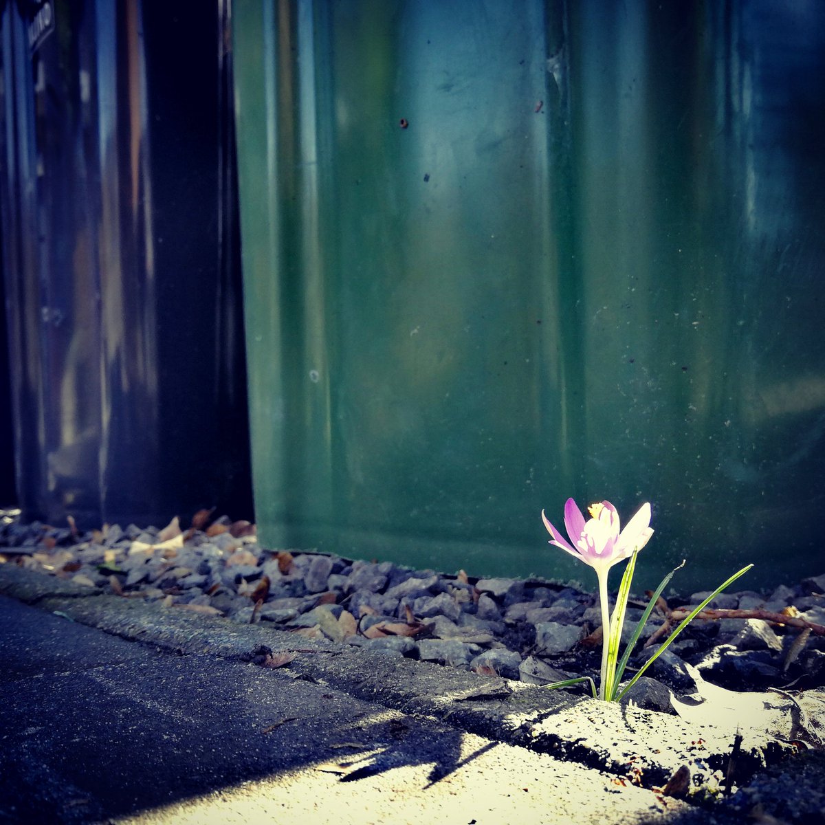 Deze dappere krokus lijkt, in het hoekje van de tuin, tussen de grove grindsteentjes, de strijd aan te willen gaan met de grote kliko's pal achter hem. 😁 #mooivoorjaar #tiseigenlijknogwinter