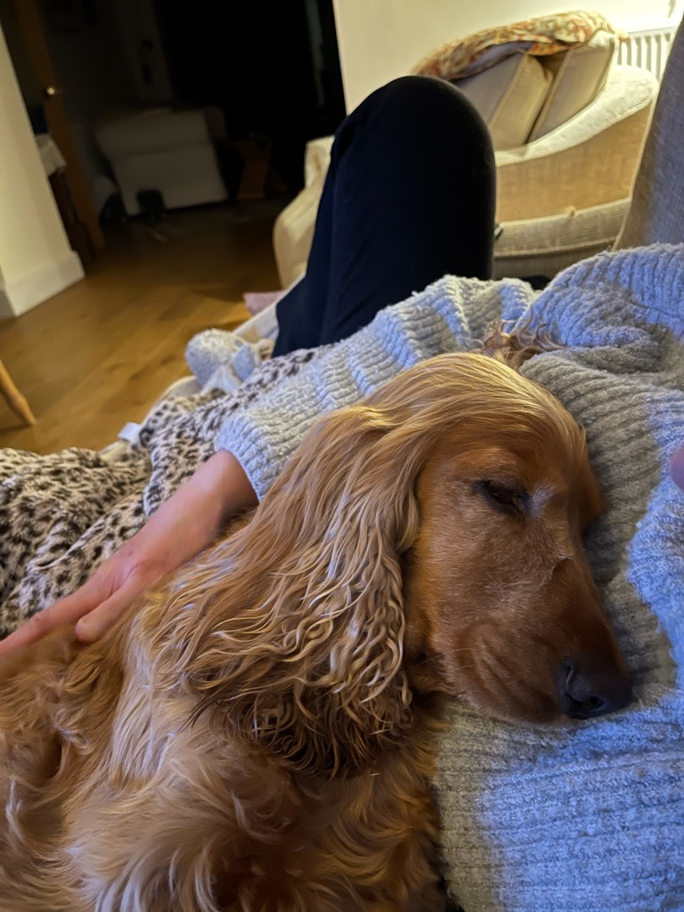 bailey_sprocker's tweet photo. Chilling https://t.co/o6n88nlUdn