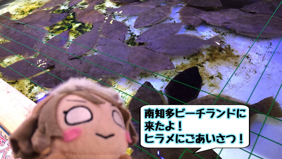 T遼 水族館といえば 今回はようっちーちゃんの独壇場 アジに餌をあげたり ウーパールーパーと邂逅したり おまけのさくらうちさん