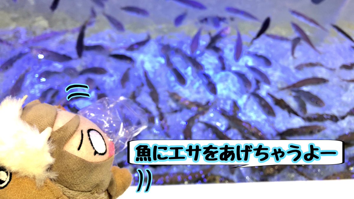 T遼 水族館といえば 今回はようっちーちゃんの独壇場 アジに餌をあげたり ウーパールーパーと邂逅したり おまけのさくらうちさん