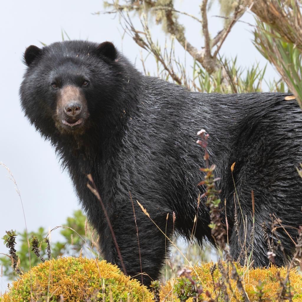 risaralda_'s tweet photo. Hoy celebramos a uno de nuestros animales más queridos, el oso andino u oso de anteojos, por eso conmemoramos este día en homenaje a todos ellos y el Depto de RISARALDA es hogar de estos bellos osos en gran parte del territorio #PonteLosAnteojosPorLaVida https://t.co/MNVDs9FdpK