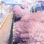 カメラで桜と電車を撮ってみると？車掌がノリノリで写っていた!