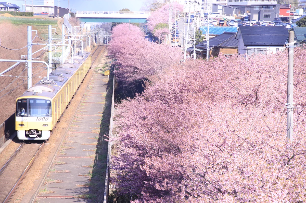 カメラで桜と電車を撮ってみると？車掌がノリノリで写っていたwww