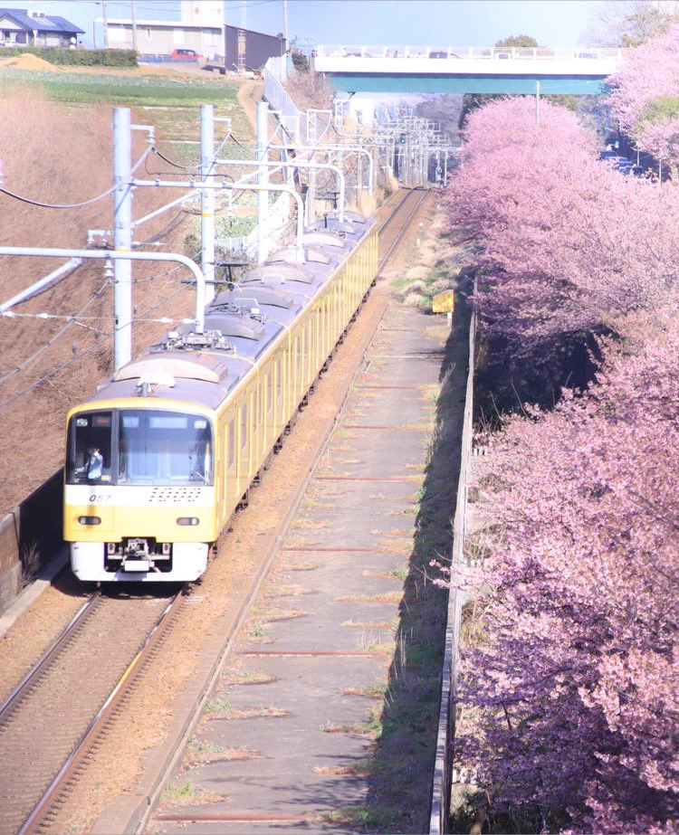 カメラで桜と電車を撮ってみると？車掌がノリノリで写っていたwww