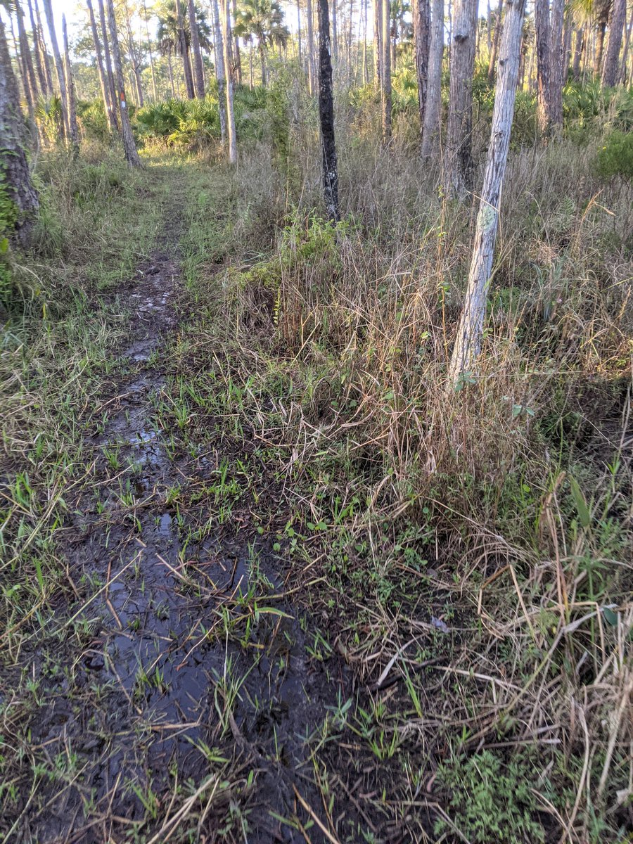 philwinkle's tweet image. Yesterday I ran 61.88 miles through mud, muck, water, tall grass, sand dunes, and miles upon miles of winding singletrack, finishing with my feet in the ocean 14 hours 33 minutes at 9:10pm.

Along the way I nabbed top-10 in sections of the trail on Strava.

Dream come true.
