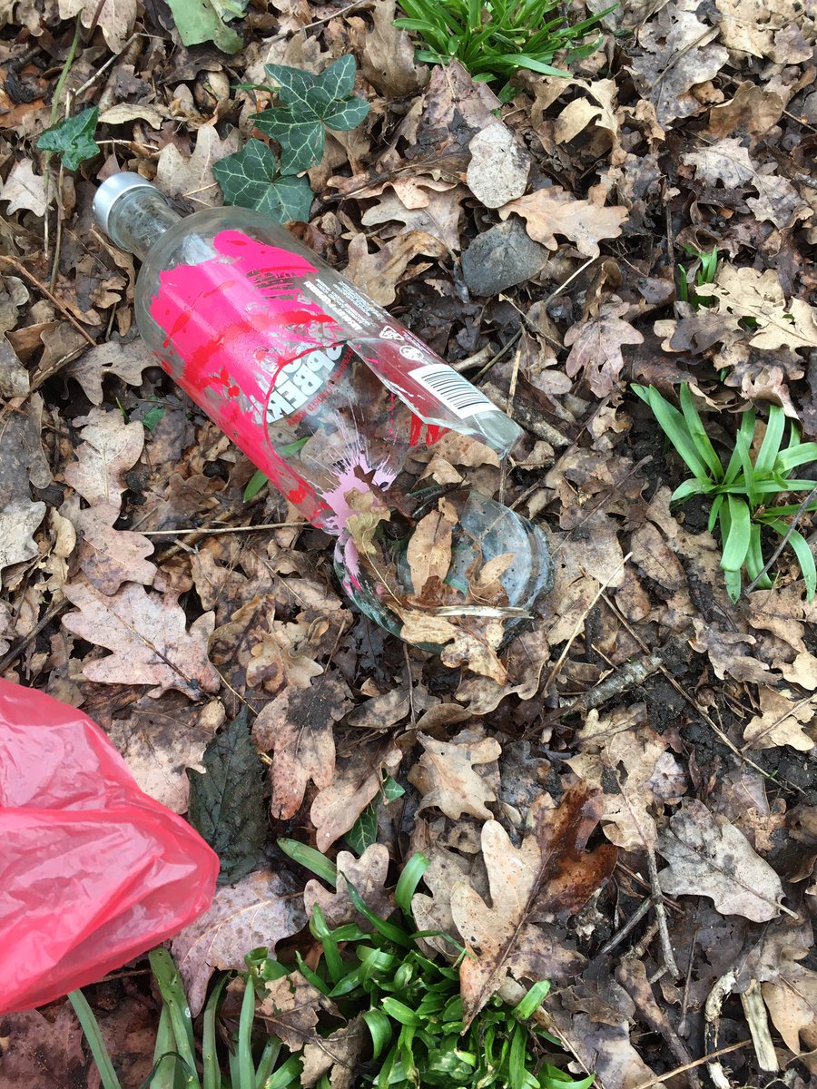 Lynda 💚🦔🦊🐝🐞 tweet media