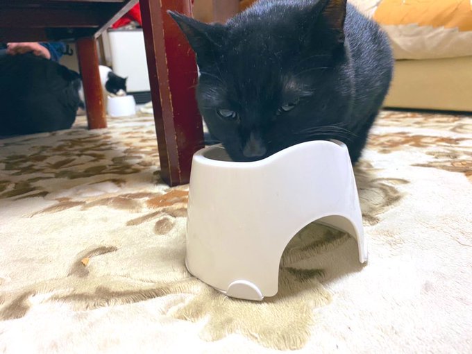 猫様のtwitterイラスト検索結果 古い順