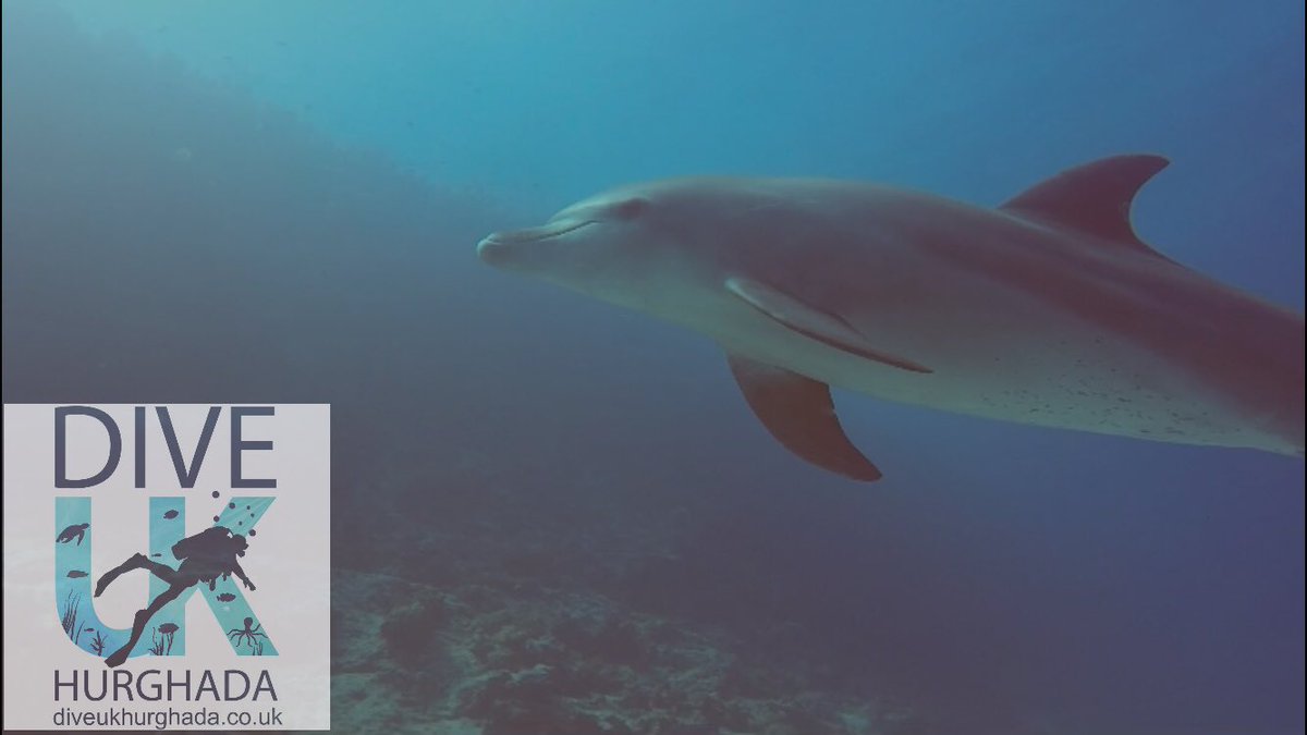 Dive UK Hurghada tweet media