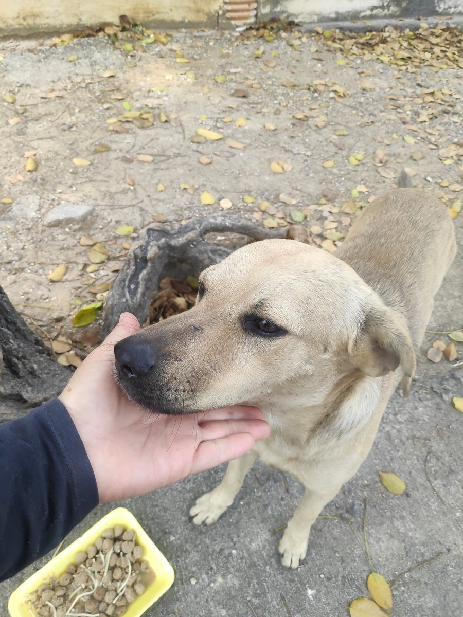 SOS SOS
#Adopta
#SalvaSusVidas
#Valencia
Holaaa, estamos recién bañaditos, hermosos , sanitos, Listos esperando a nuestra familia.
Somos perfectos y amorosos 12/ 15 meses.