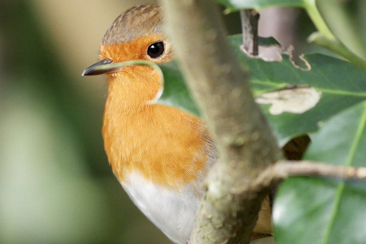 Today was a Robin day #SE18 #ShootersHill #Plumstead #OxleasWood