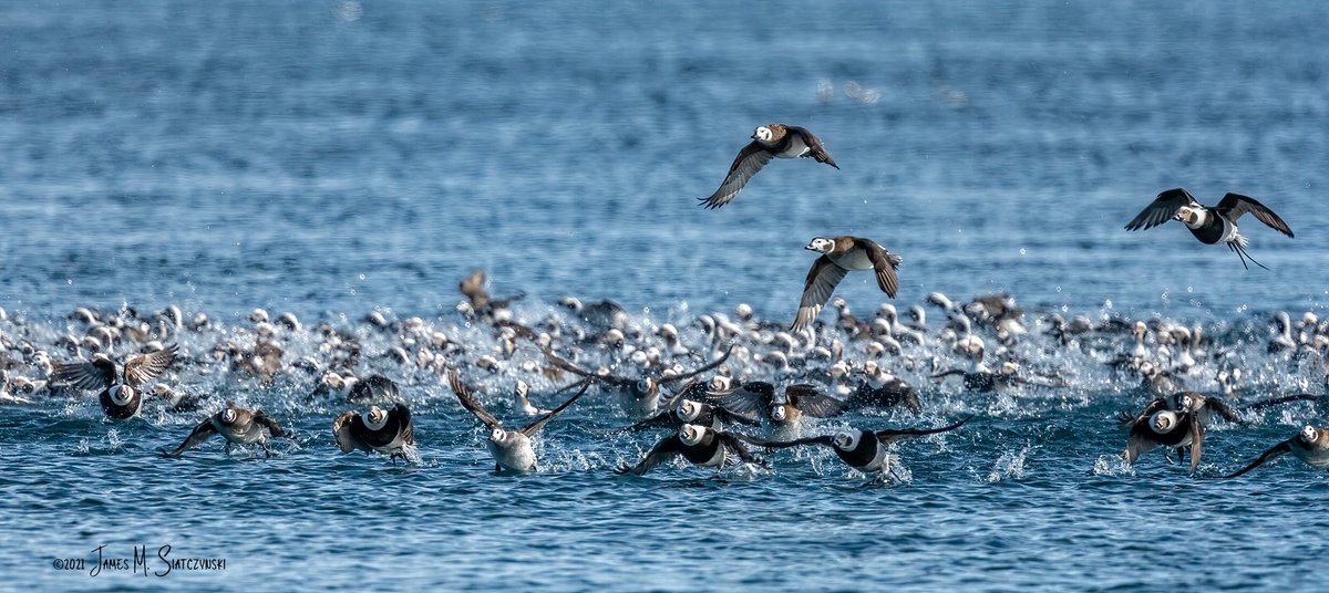 jsiatczy's tweet photo. Long Tail Ducks on the St. Clair River, Marysville, Michigan
@PureMichigan @NikonUSA @DucksUnlimited @DiscoverTheBlue @MichiganAudubon #longtailduck #TwitterNatureCommunity #duck https://t.co/r7CIn1yBPb