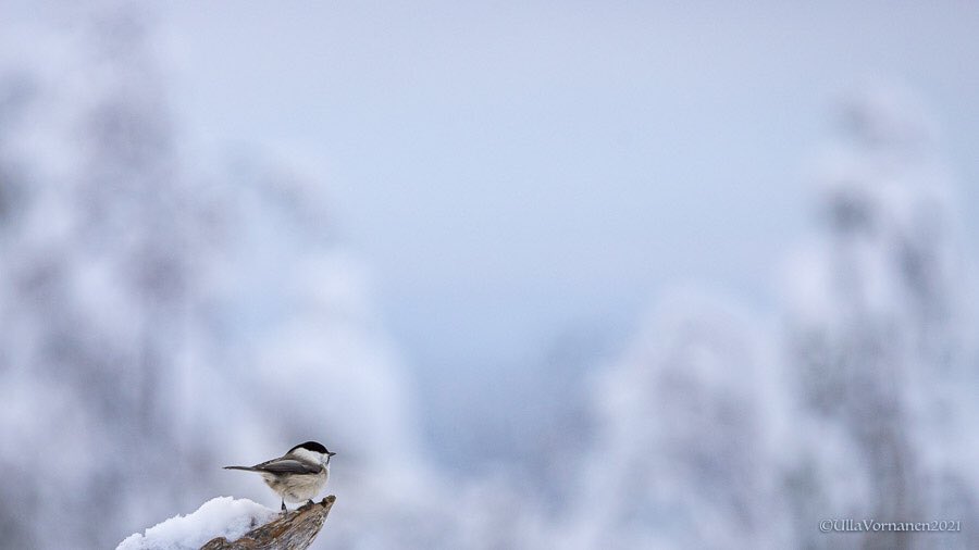 •
A big big world and a small little #willowtit.

1.2.2021 

Pienen pieni #hömötiainen ja suuren suuri maailma.
•

#Oulanka #Kuusamo #Finland 
#linnut #suomenluonto #birds #finnishnature #poecilemontanus 
(3/3)