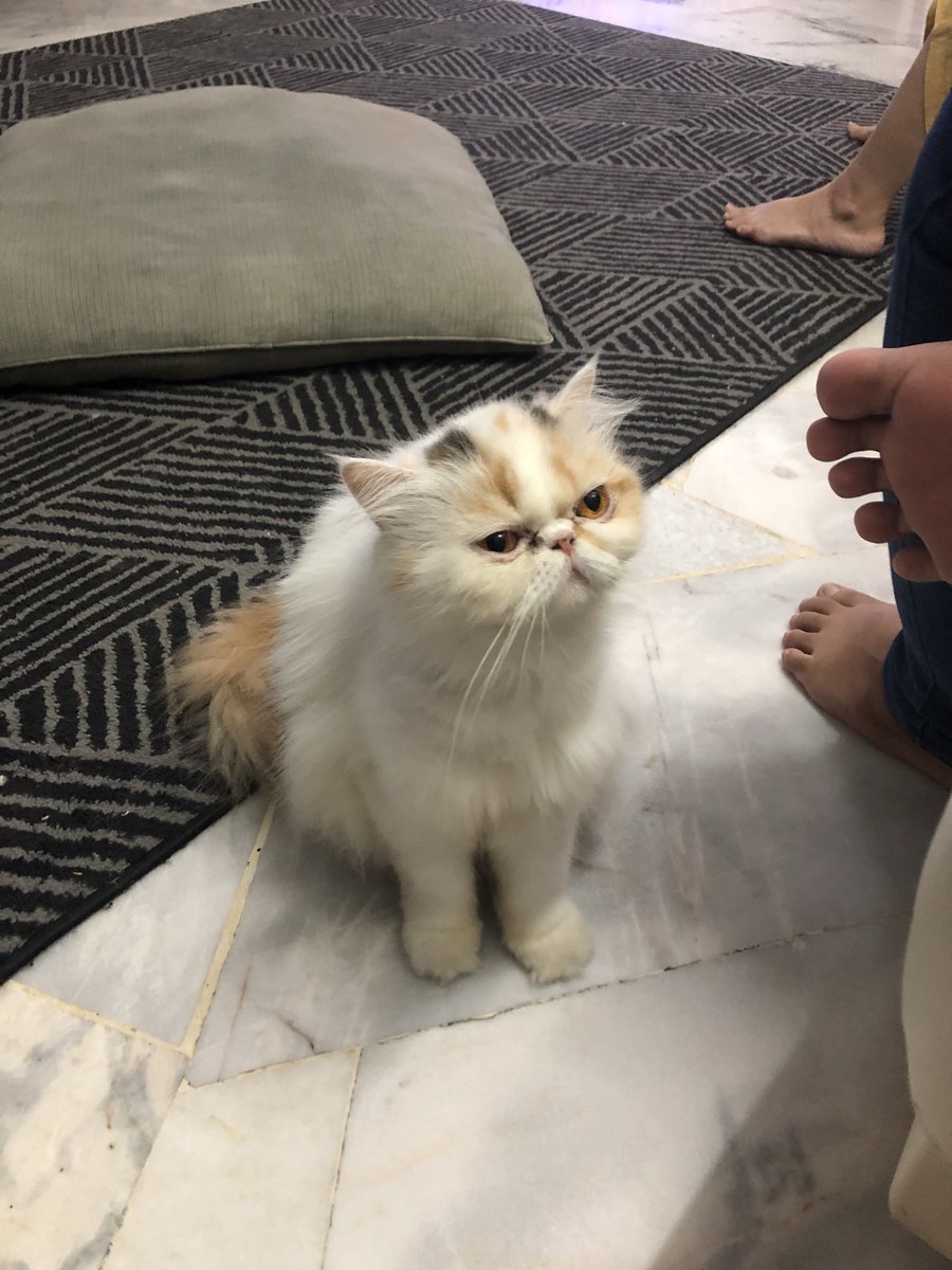 OfficiallyJabir's tweet image. Comel #flatface🐱