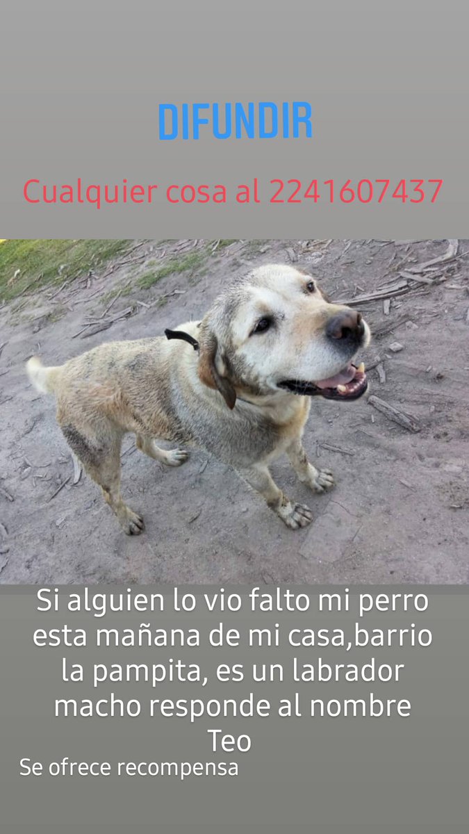 maxiiwright's tweet image. Si alguien lo vio avíseme, se ofrece recompensa