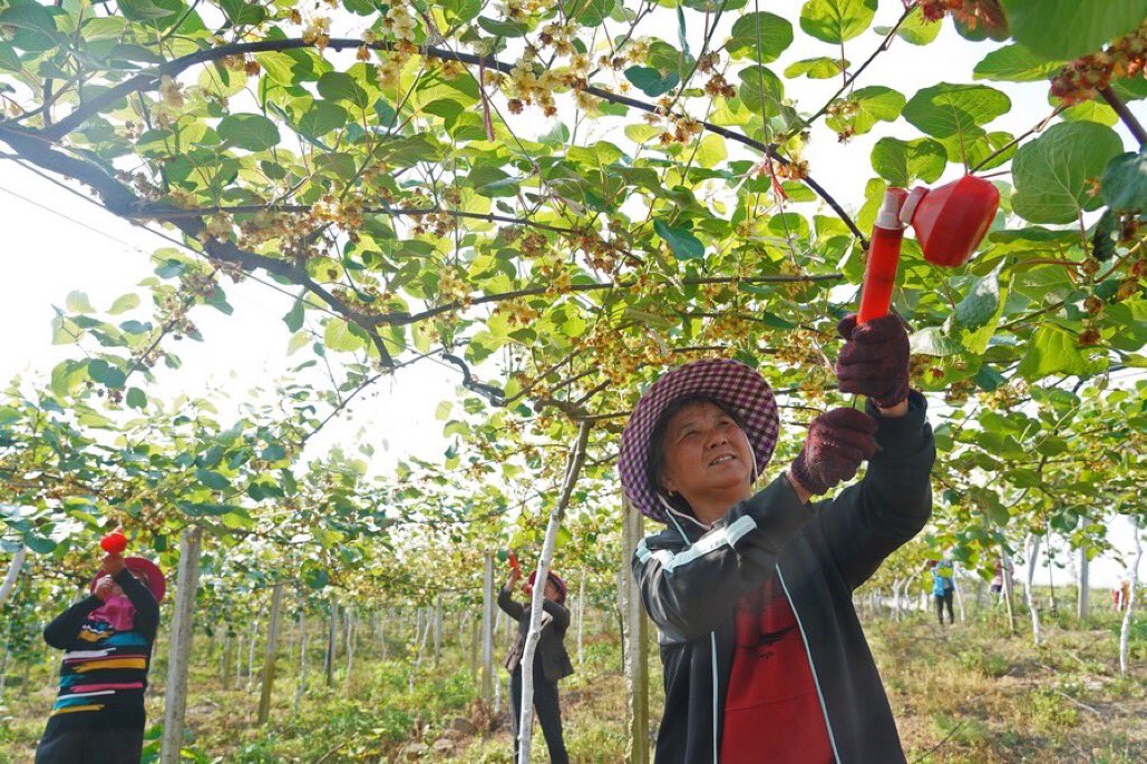 YZOUTWEETS's tweet photo. China has unveiled its "No. 1 central document" for 2021, stressing the efforts to fully advance rural vitalization, facilitate modernization of agriculture and rural areas. 

Work on agriculture and rural areas has been high on the agenda for 18 consecutive years. https://t.co/sQ1S7jxyIk
