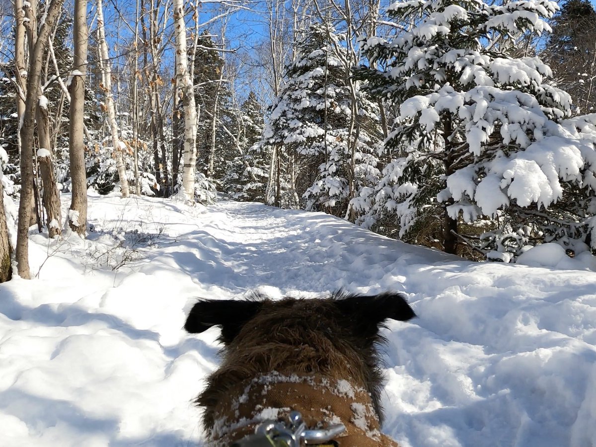 Hubble_BTerrier's tweet image. Here are a few photos from today&apos;s hike at #ShubiePark. The fresh snowfall, sunshine and -5C temp were a winning combination. 😃❄️🐾 #BTPosse #HubbleCam #NSTrails