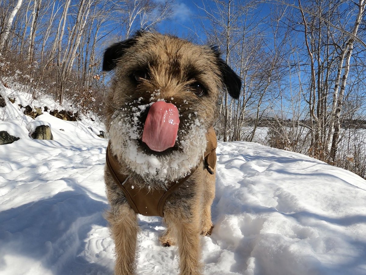 Hubble_BTerrier's tweet image. Here are a few photos from today&apos;s hike at #ShubiePark. The fresh snowfall, sunshine and -5C temp were a winning combination. 😃❄️🐾 #BTPosse #HubbleCam #NSTrails