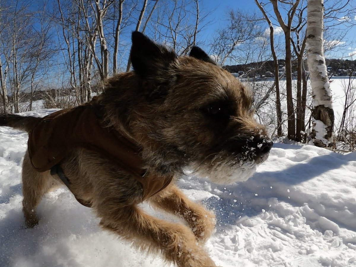 Hubble_BTerrier's tweet image. Here are a few photos from today&apos;s hike at #ShubiePark. The fresh snowfall, sunshine and -5C temp were a winning combination. 😃❄️🐾 #BTPosse #HubbleCam #NSTrails