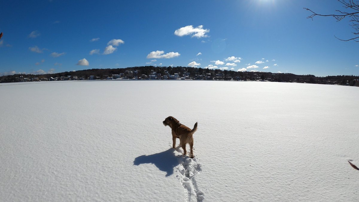Hubble_BTerrier's tweet image. Here are a few photos from today&apos;s hike at #ShubiePark. The fresh snowfall, sunshine and -5C temp were a winning combination. 😃❄️🐾 #BTPosse #HubbleCam #NSTrails