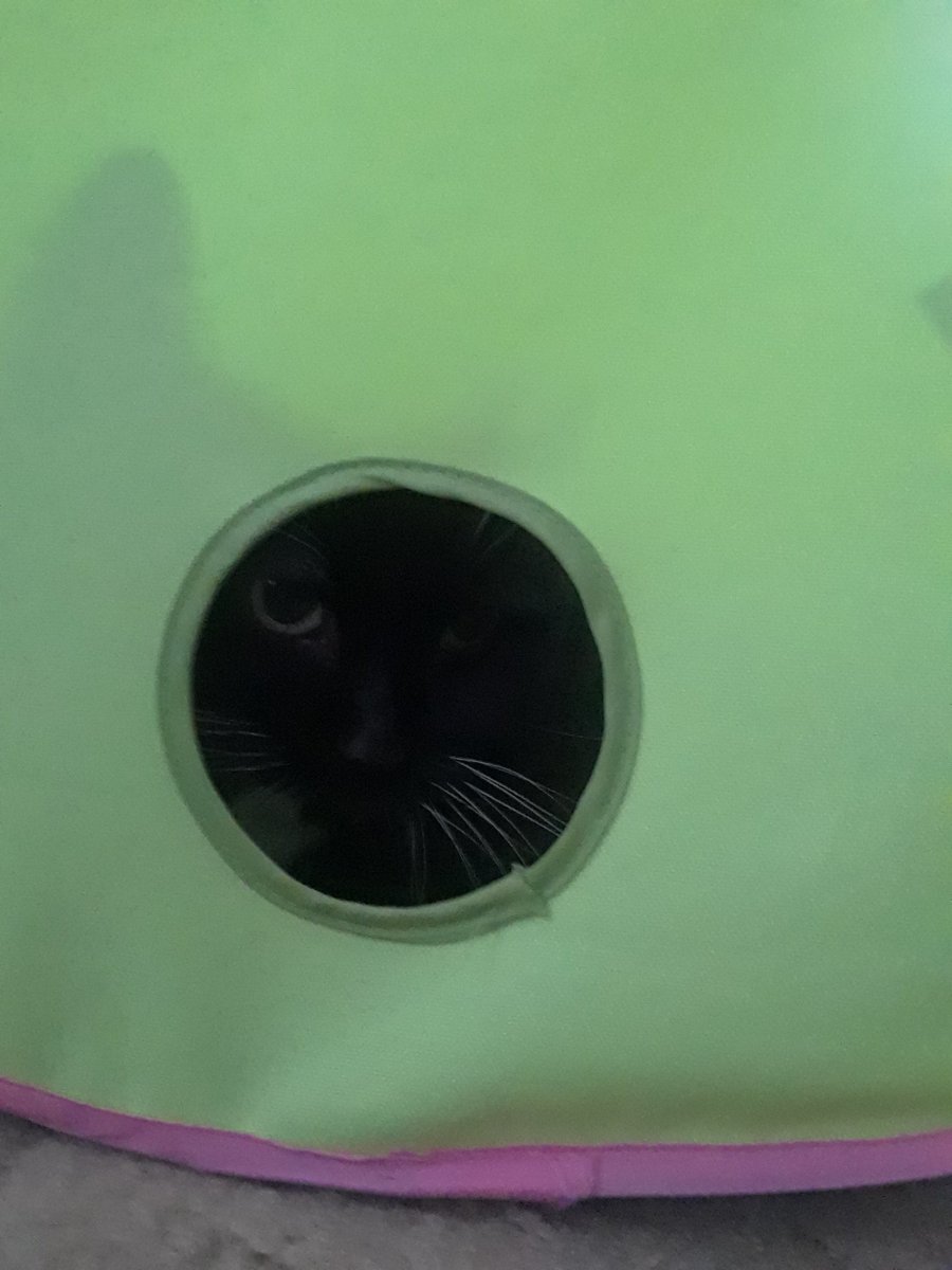 JangHoonLuv's tweet photo. Toots: "Happy #CatCube Sunday evfurrybody!πΈ
I hope your day has been full of #fun #sundayvibes !"π½π #Toots
#love #CatsOfTwitter #BeKindtoAll #pets #animals https://t.co/3P3Malx7bB
