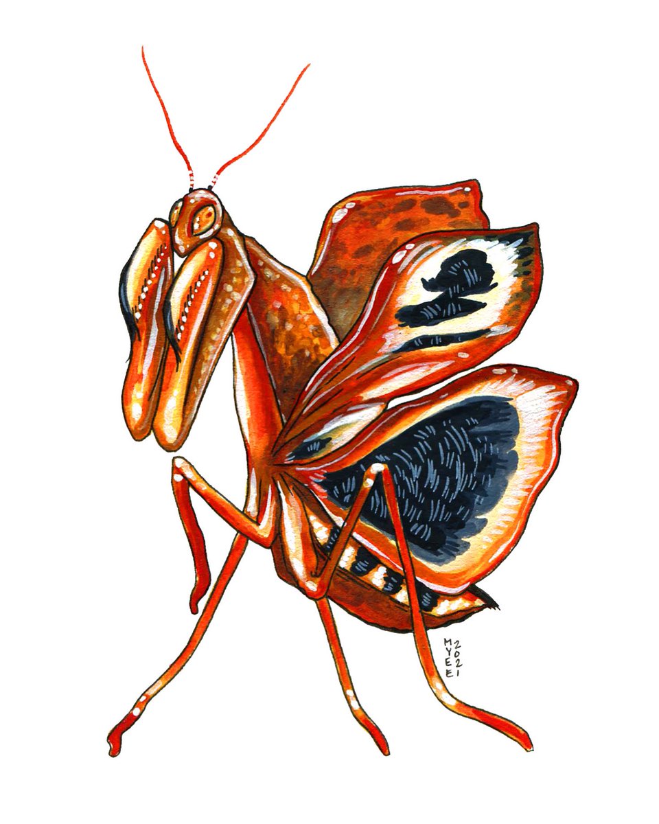 theboneforest's tweet photo. Day 22 of #The100dayproject: Dead Leaf Mantis! 🍂
•
•
•
#100dayproject #myee100insects #myeeart #theboneforest #artistsoninstagram #art #illustration #painting #watercolors #gouache #scientificillustration #insects #prayingmantis #mantis #deadleafmantis #leafmantis https://t.co/7ODejBM6mL