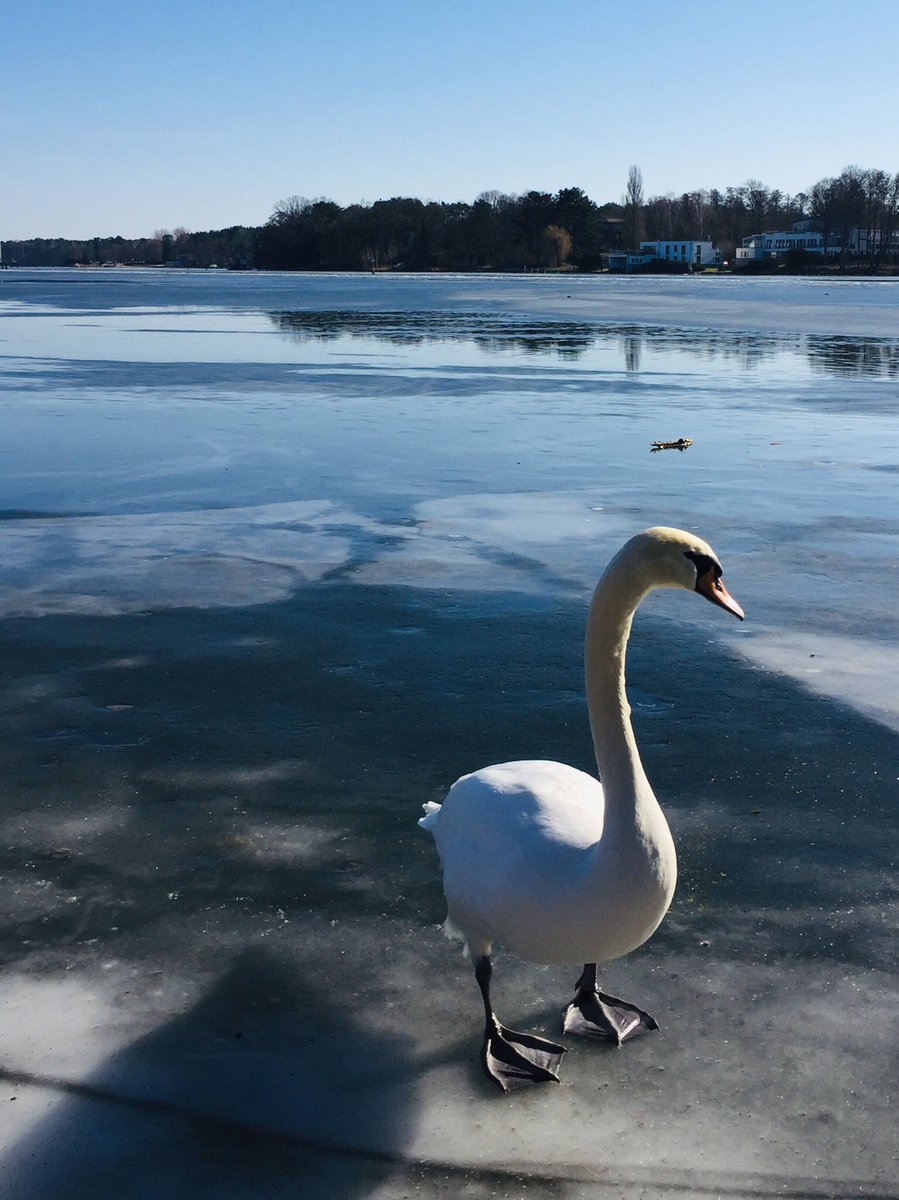 HirokoKClayton's tweet photo. Walking on the ice #LangerSee #Müggelsee #ベルリン https://t.co/eKf3jNK9kK