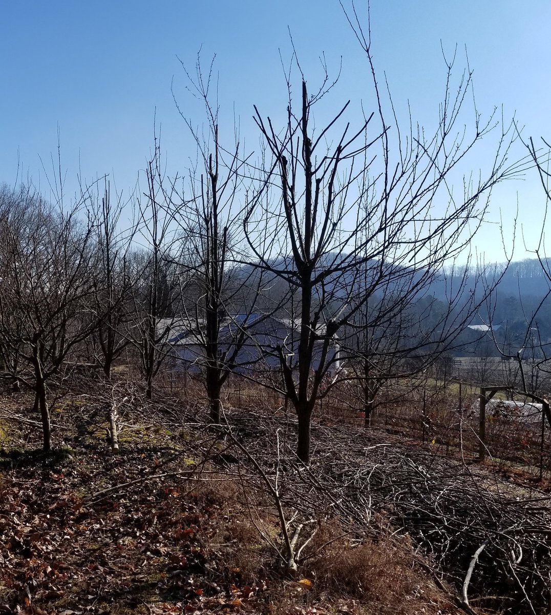 I remember seeing old black &amp; white pics of France after a battle the German's (WWII); Trees stripped by guns, mortar, and artillery fire.

Our pruning this year looks the same.